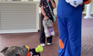 Service Dog Met His Favorite Disney Character