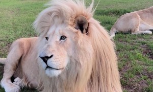 White Lions Roar Together