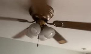 Let's Put Cheese on My Ceiling Fan and See How Long It'll Last