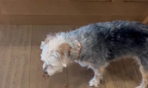 Dog Prioritizes Walk Over Kibble