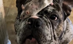 French Bulldog Balances Mouse Sibling On Nose