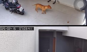 Independent Dog Remote Opens Garage Door