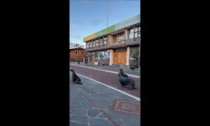 Galapagos Sea Lions Run Down Street