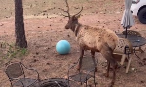 Teaching an Elk to Play Ball