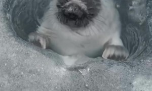 Seal Comes Through Hole in the Ice