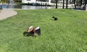 Love and Hate Relationship?