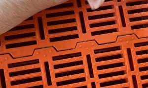 Piglet Refuses To Wake Up From Slumber