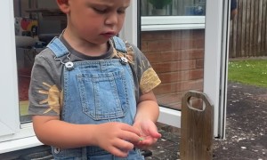 Dinosaur Joke by a 3-Year-Old Comedian