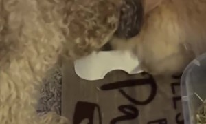 Bunny Doesn't Want to Share With Dog