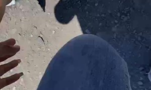 Sheep Headbutts Child