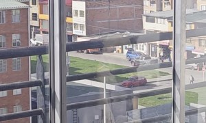 Roxy the Dog Contemplates Life