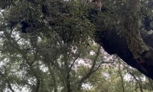 Dog Climbing a Cork Oak