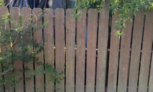 Neighbor's Halloween Decor Peeks Out Of Storage