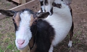Dwarf Goat Uses Mom As Climbing Gym