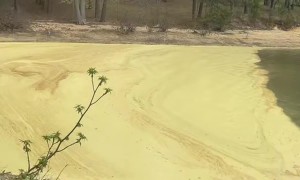 Georgia Pollen Update