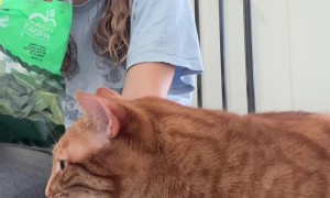 Orange Cat Likes Eating Spinach Leaves