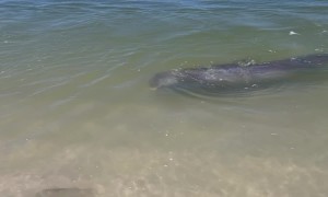 Dolphin Encounter During Morning Beach Walk