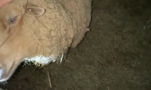 Couple Sees Rainbow On Full Moon Night