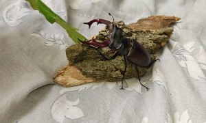 European Stag Beetle