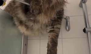 Clingy Cat Climbs onto Shower Door