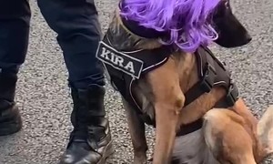 Security Dog at a Shakira Concert