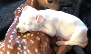 Deer and Puppy Snuggle Buddies