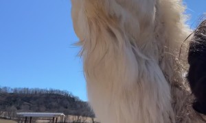 Camel Bites Woman's Head