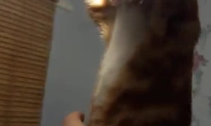 Cat Swinging From a Light - YouTube