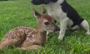 Pup and Fawn Become Friends
