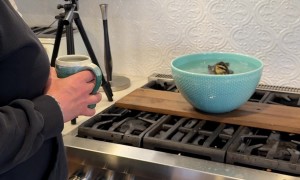 Baby Duck Bathing in a Bowl