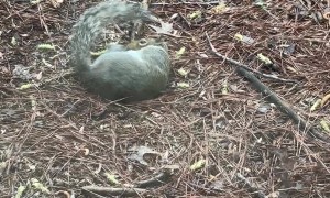 Playful Squirrel Entertains Itself With a Stick
