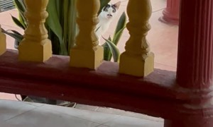 Mustachioed Cat Caught Peeking