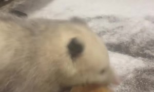 Possum Eating a Pancake in the Snow
