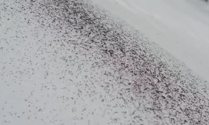 Snow Fleas