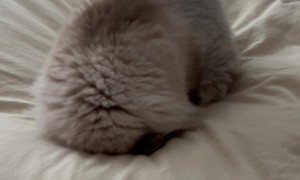 Cat Tries To Burrow Away From Crying Kid