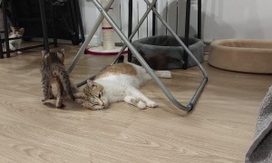 Tired Momma Cat Takes Break From Kittens