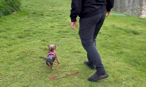 Yorkie Goes for Unexpected Swim