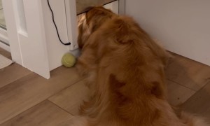 Dog Lets Pet Door Bonk Top Of Head
