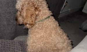 Dog Gives Owner The Cold Shoulder