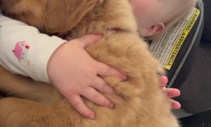 Squishy Hands Snuggle Golden Puppy