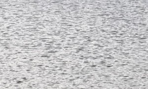 Hissy the Swan Swims Over to His Friend