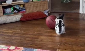 Bunny Loves Playing Basketball
