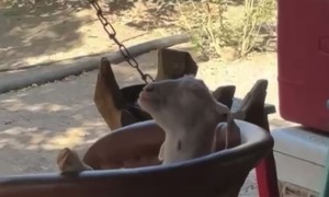 Goat Relaxes On Patio Chair