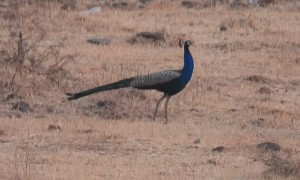 Feather Duster on the Run