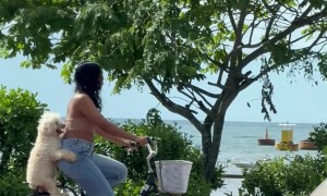 Dog Sits Tandem On Bike