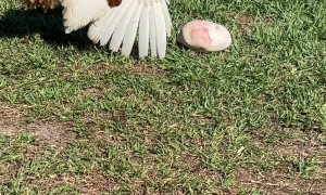 Turkey Takes Special Interest In Frozen Chicken