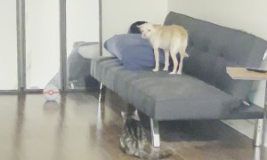 Sneak Attack From Lurking Cat