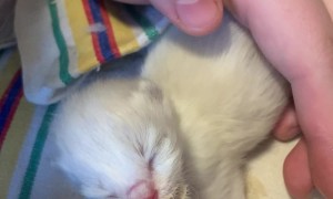 Bottle Feeding Ragdoll Kittens