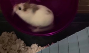 Hamster Runs Fast on Hamster Wheel