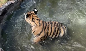 Life Is Cool by the Pool